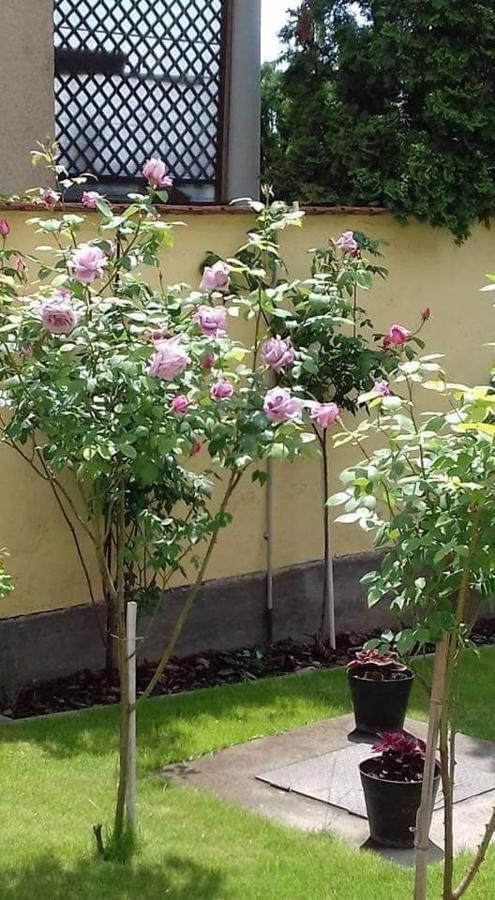 Apartmán Aranyoshaz-vendeghaz